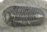 Detailed Austerops Trilobite - Nice Eye Facets #312788-1